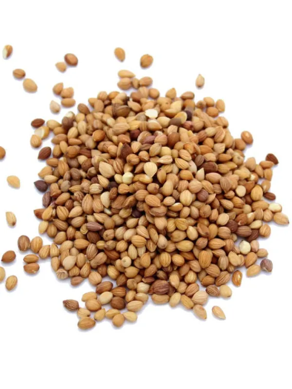 L'ile aux épices Epices*Mahaleb (mahlep)